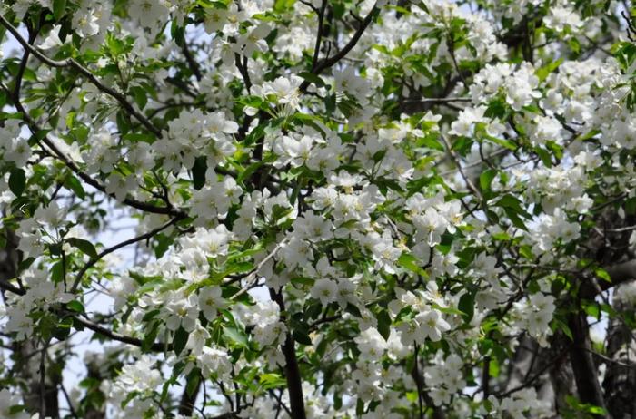 山花烂漫快去打卡！昌平这里已花开成海