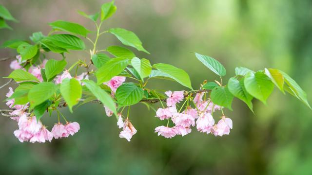 四川雅安：樱花与山桃花盛开 粉色花树装点绿色茶园