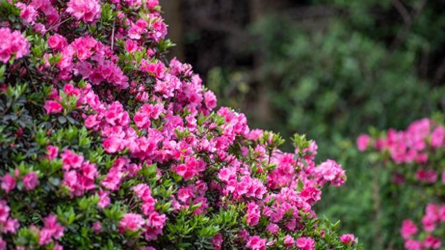 四川雅安：樱花与山桃花盛开 粉色花树装点绿色茶园