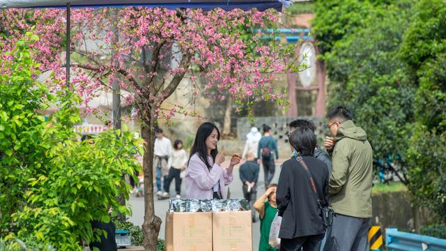 四川雅安：樱花与山桃花盛开 粉色花树装点绿色茶园