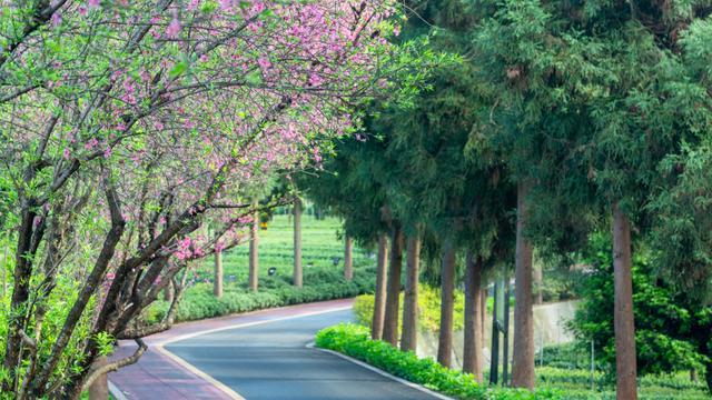 四川雅安：樱花与山桃花盛开 粉色花树装点绿色茶园