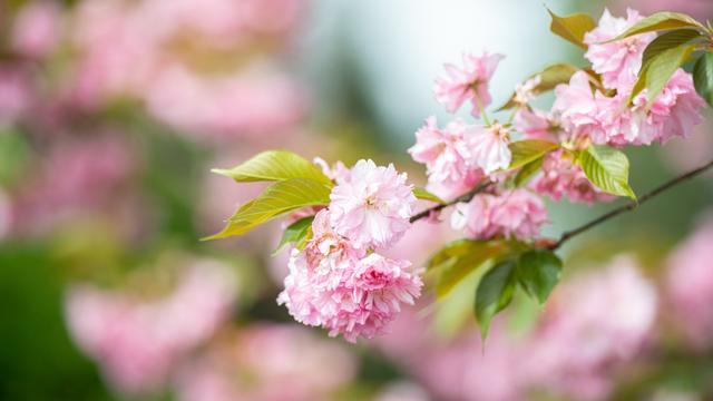 四川雅安：樱花与山桃花盛开 粉色花树装点绿色茶园