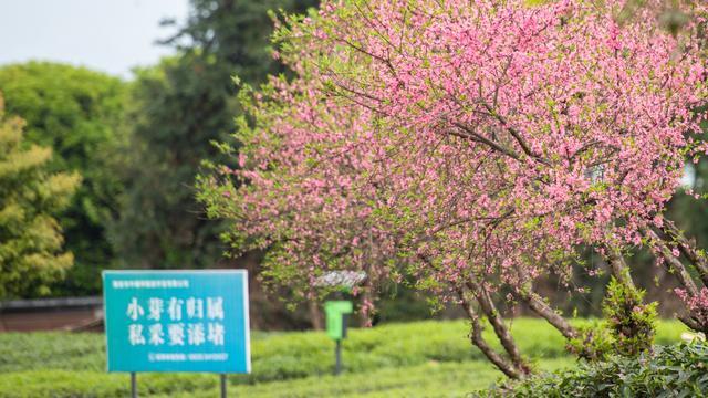 四川雅安：樱花与山桃花盛开 粉色花树装点绿色茶园