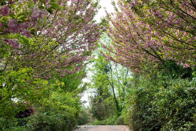 四川雅安：樱花与山桃花盛开 粉色花树装点绿色茶园