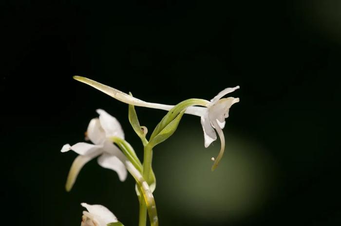 海淀有多少种野生动植物？答案超乎你想象