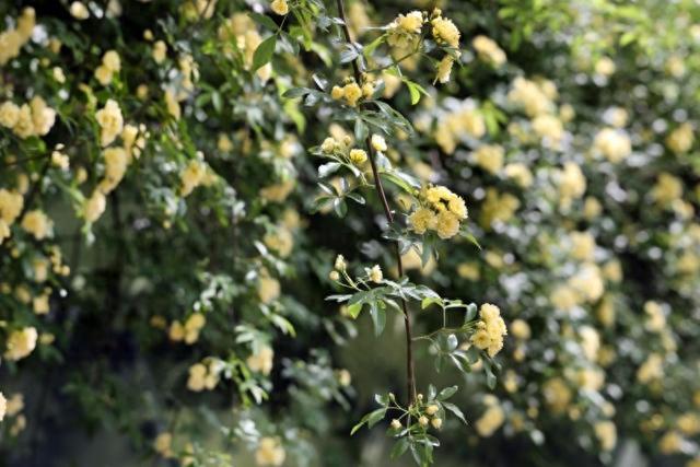 南京：碑亭巷木香花开满枝