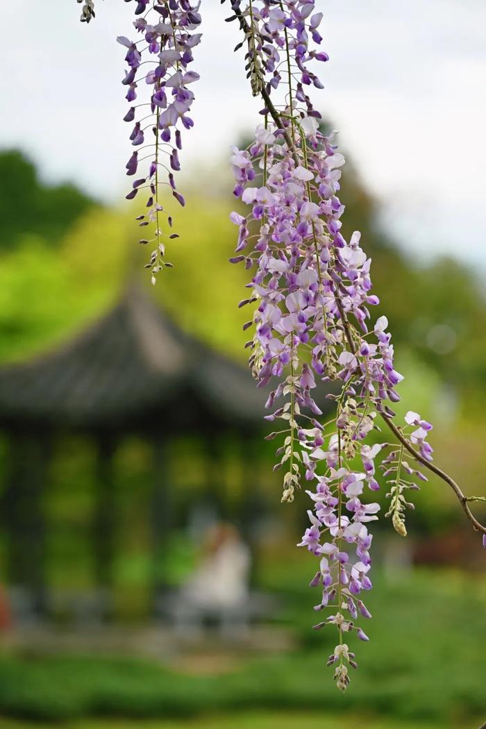 冻哭！连下7天雨！杭州人再等等，大“洗”之日马上到