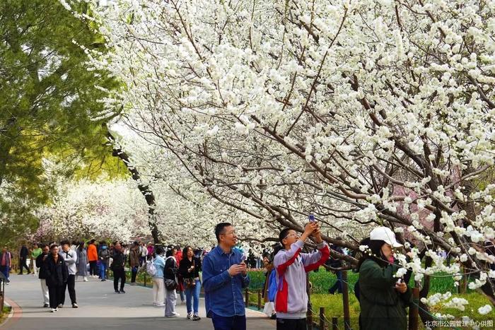 清明假期北京市属公园接待游客218.17万人次  较2019年增加16.08%