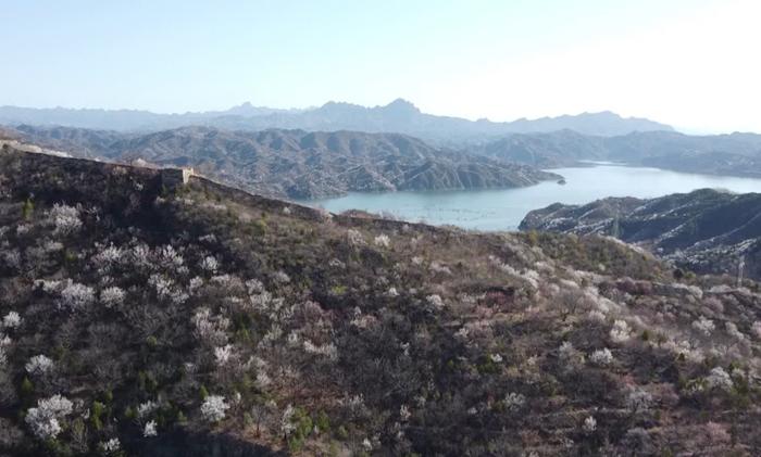 文化旅游休闲在密云丨赏花经济增活力 春日颜值变产值