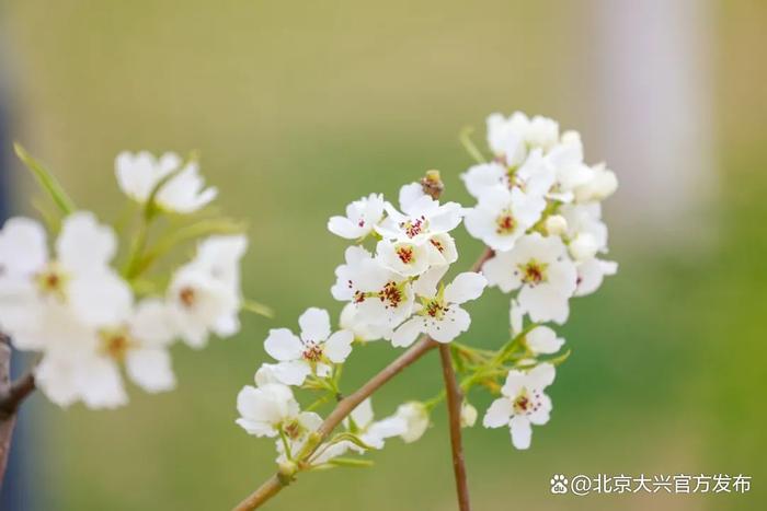 你赏花，我护航丨大兴区庞各庄镇全力保障，让美丽与安全同行