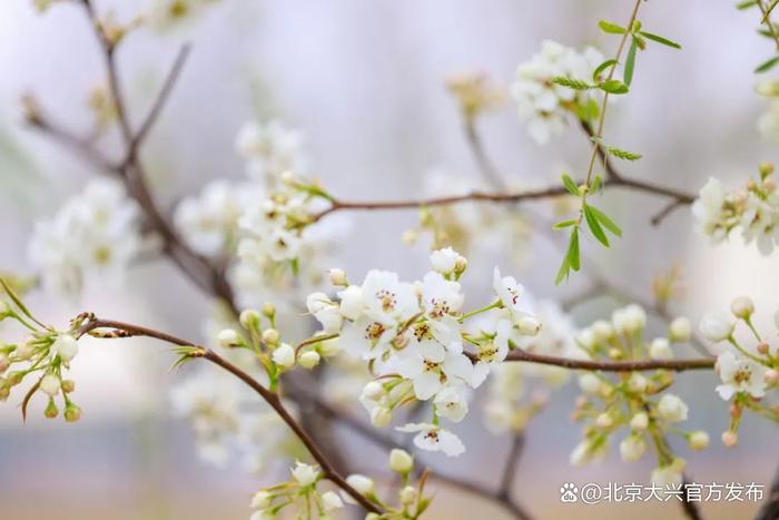 你赏花，我护航丨大兴区庞各庄镇全力保障，让美丽与安全同行