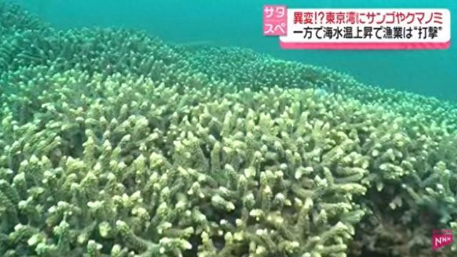 日本东京湾因海水升温现“奇异景象”：珊瑚疯长 热带鱼增多