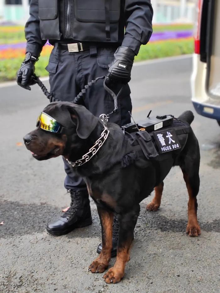 【提示】涨知识！除了柯基，你还知道哪些警犬？