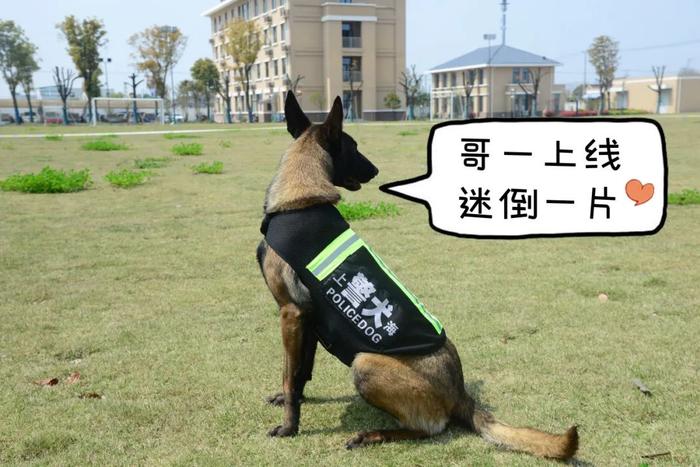 【提示】涨知识！除了柯基，你还知道哪些警犬？