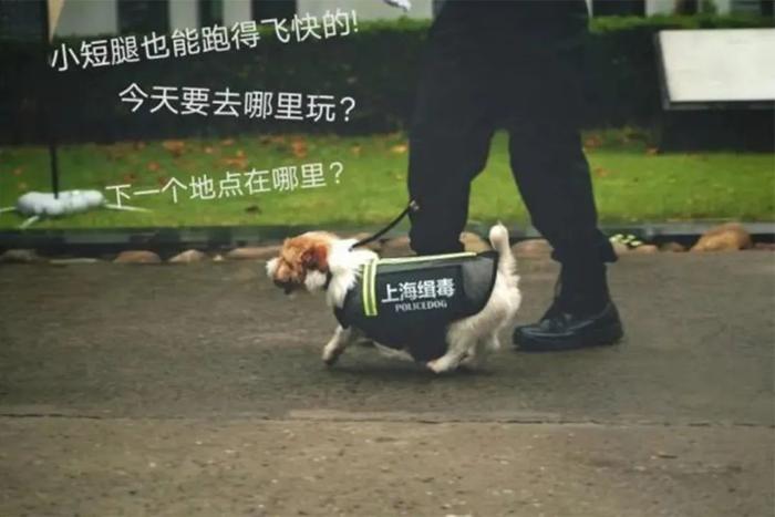 【提示】涨知识！除了柯基，你还知道哪些警犬？