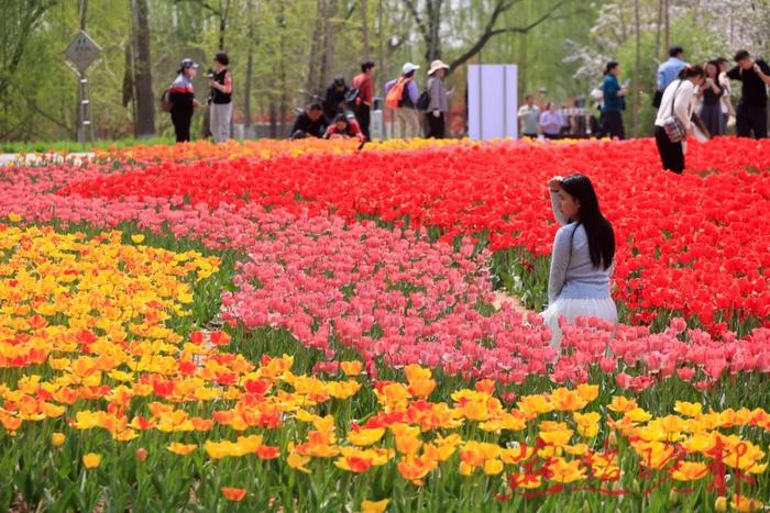 春织千段锦 游人衣染香！植物园30万株郁金香花开成海