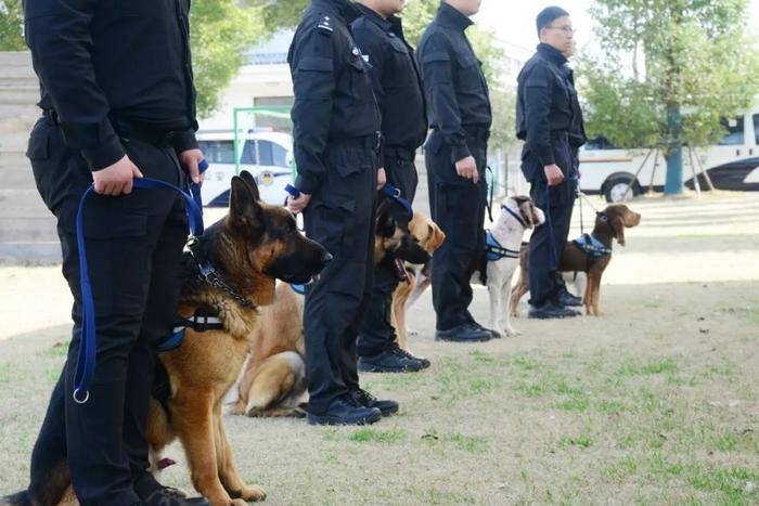 【提示】涨知识！除了柯基，你还知道哪些警犬？