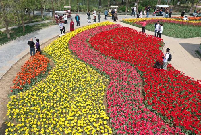 春织千段锦 游人衣染香！植物园30万株郁金香花开成海