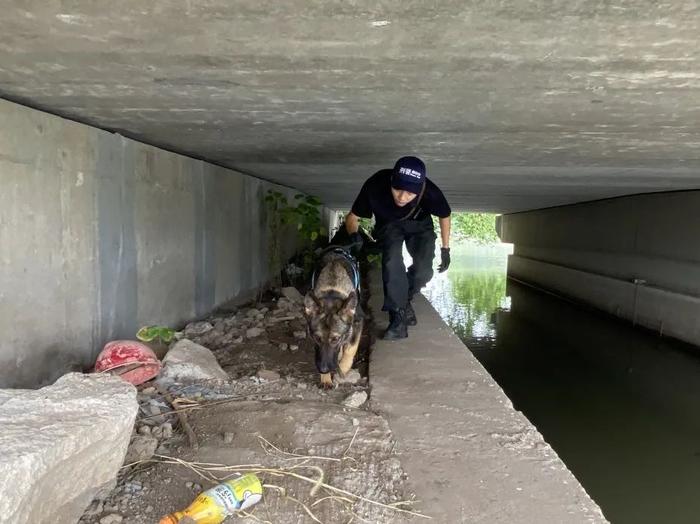 【提示】涨知识！除了柯基，你还知道哪些警犬？