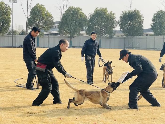 【提示】涨知识！除了柯基，你还知道哪些警犬？