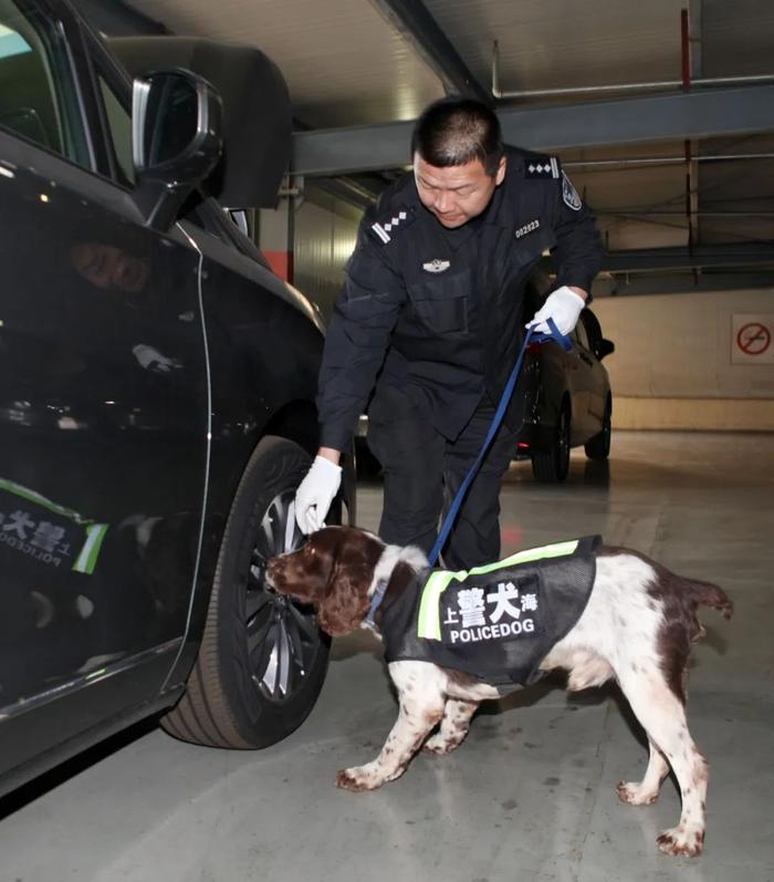 【提示】涨知识！除了柯基，你还知道哪些警犬？