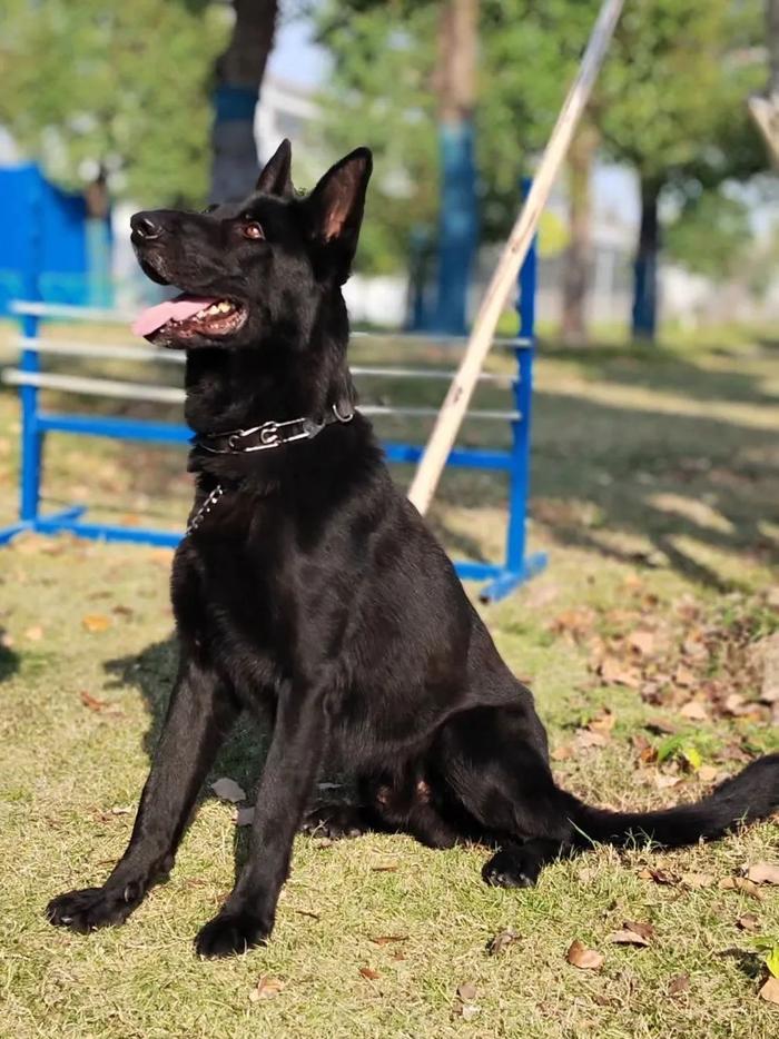 【提示】涨知识！除了柯基，你还知道哪些警犬？