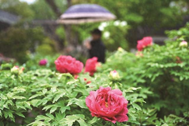 浙江嘉兴：雨中牡丹分外娇