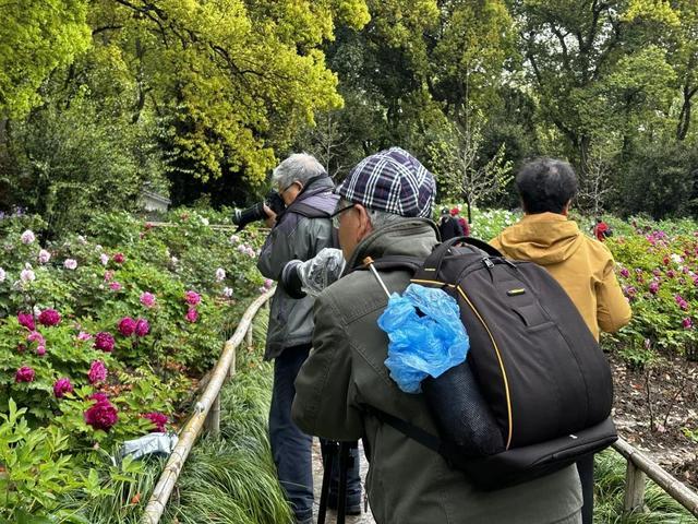 牡丹迎来最佳观赏期，速来上海植物园打卡