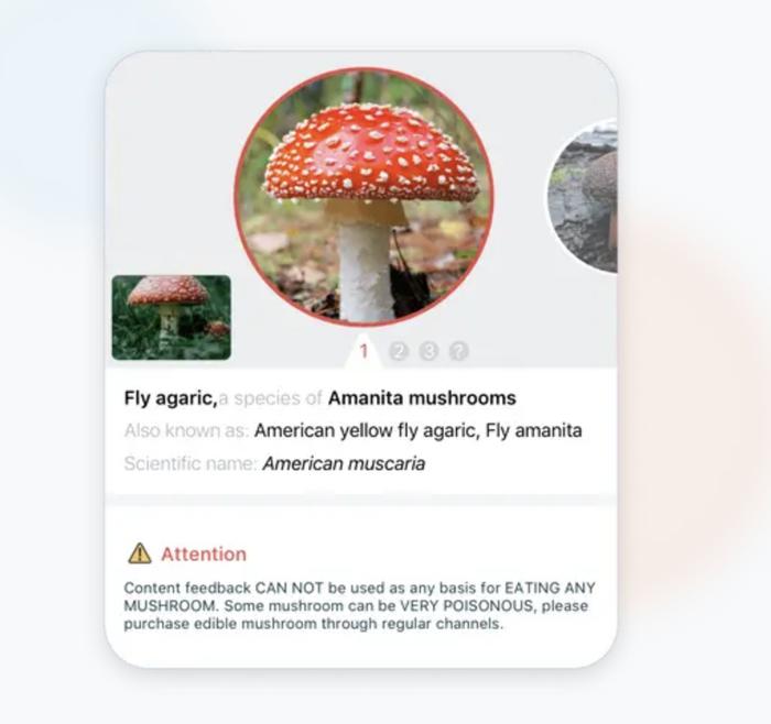用AI软件识别毒蘑菇，差点要了命