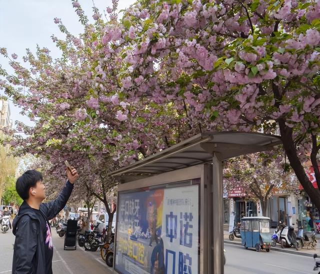 郑州汝河路的樱花带你感受4月的浪漫