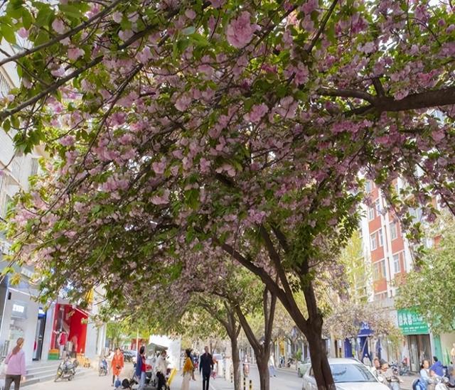 郑州汝河路的樱花带你感受4月的浪漫