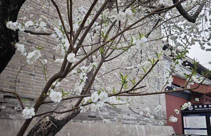 当春花遇上古建｜在北京的这些地方，与春色撞个满怀