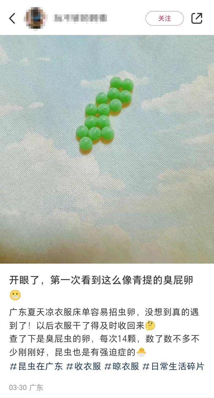 最近，很多广东人衣服上都有这种小颗粒！要怎么处理？