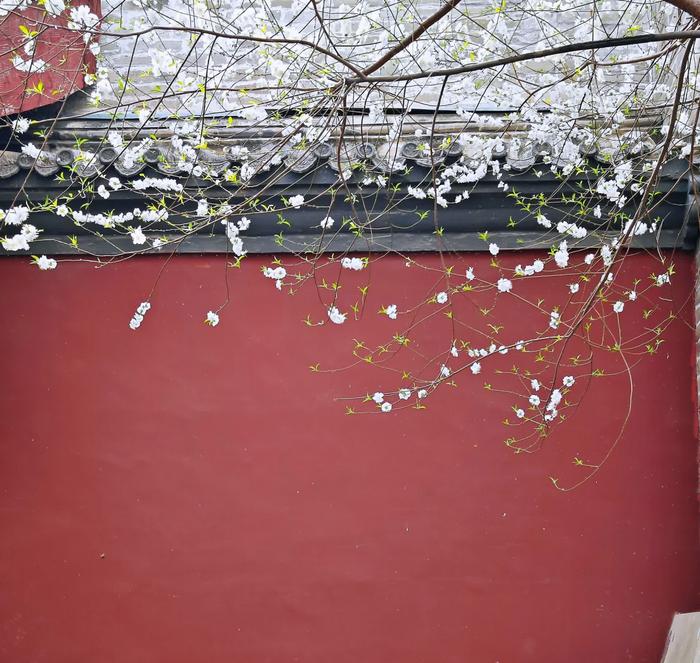 当春花遇上古建｜在北京的这些地方，与春色撞个满怀