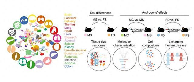 雄激素与性别差异性疾病的发生发展机制有何关系？上海科学家解析