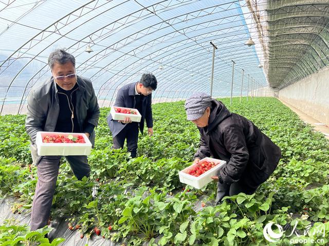 【行走一线】天津：草莓飘香产业兴