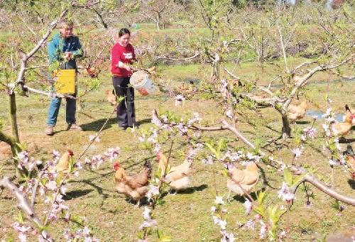 安徽庐江县：林下养殖“钱”景好