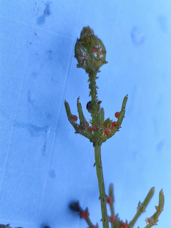 青海省又添一植物新纪录拟球状轮藻