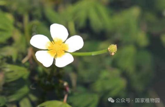 珍稀濒危植物——北京水毛茛专题展