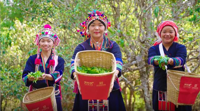 连续4年掌控老班章、冰岛五寨茶王树采摘权！这一茶企引领古茶树保护步入全新阶段