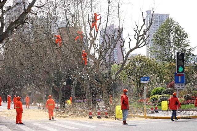 上海预计4月底悬铃木果毛飘絮达峰，首次公布可能飘絮道路