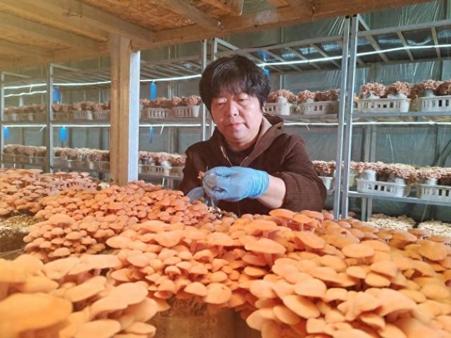 国内首家！宝丰县移民村里的果味菇开摘了