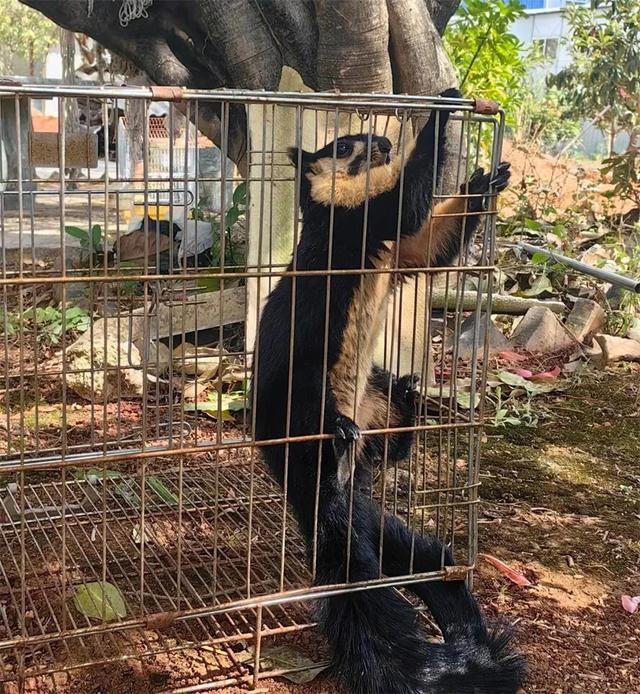 海鸥、猫头鹰、小熊猫……云南警局里小动物快挤不下了