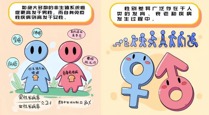 为啥男性癌症发病率高，女性多发自身免疫性疾病？上海科学家发现原来雄激素“本领”这么大！