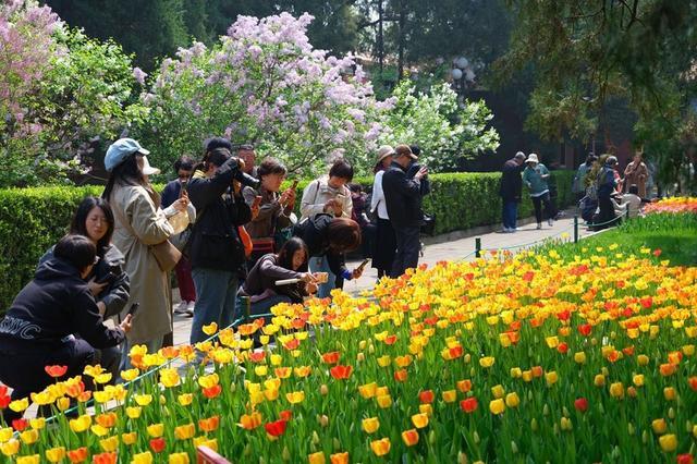 北京中山公园郁金香花开正艳 吸引市民前来观赏拍照