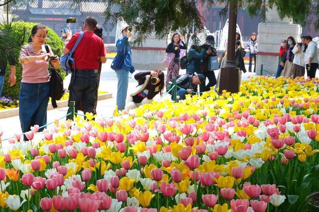 北京中山公园郁金香花开正艳 吸引市民前来观赏拍照