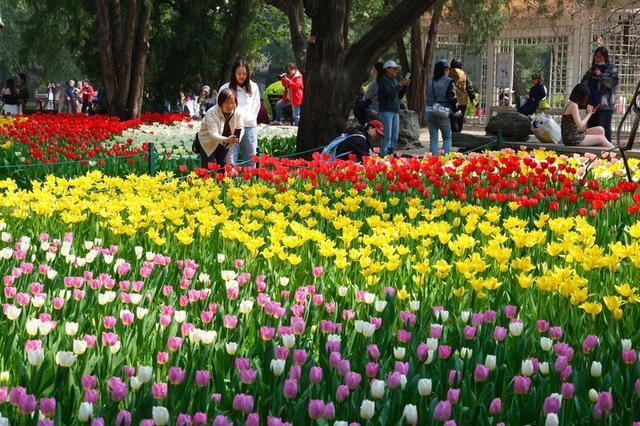 北京中山公园郁金香花开正艳 吸引市民前来观赏拍照