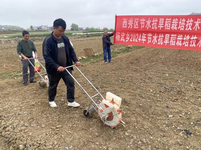 西秀区杨武乡：节水抗旱稻培训掀热潮，农业新篇共绘丰收景