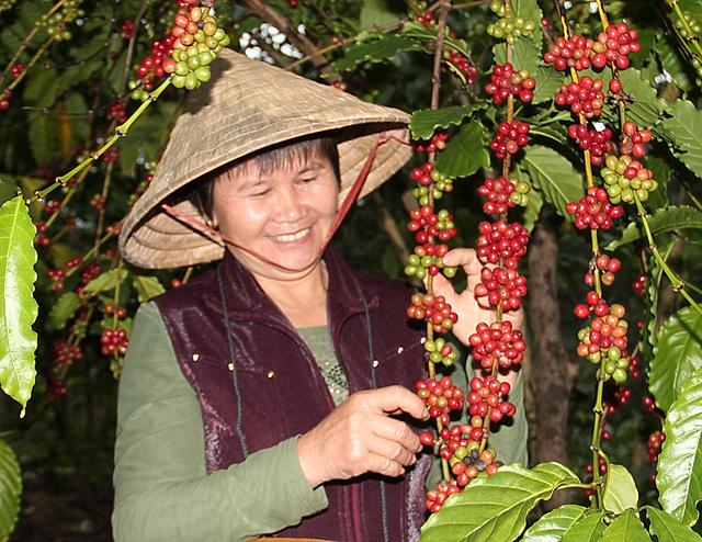 “2024年海南自贸港罗布斯塔咖啡生豆大赛”即将拉开帷幕