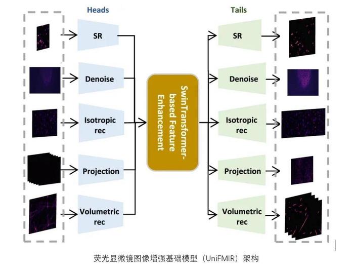 “国产设备+基础模型” 中国科学家团队让显微镜秒变高清相机